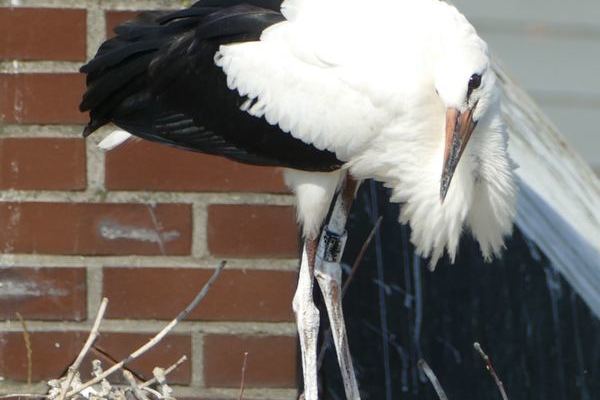   Foto 2 Vom Kirchendach, Altvogel Peter lockt des Jungvogel zum fliegen 