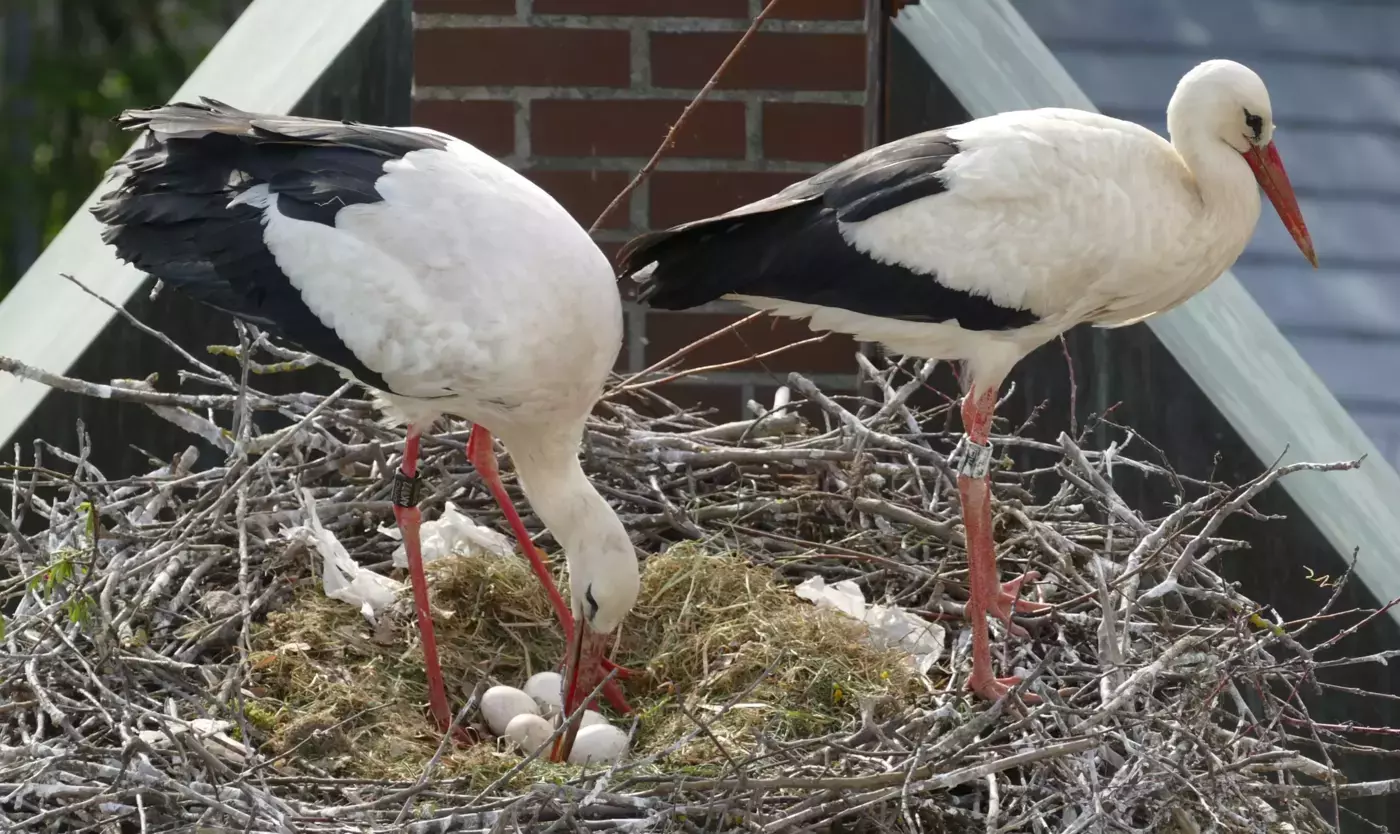 2 Strche mit 5 Eiern im Nest