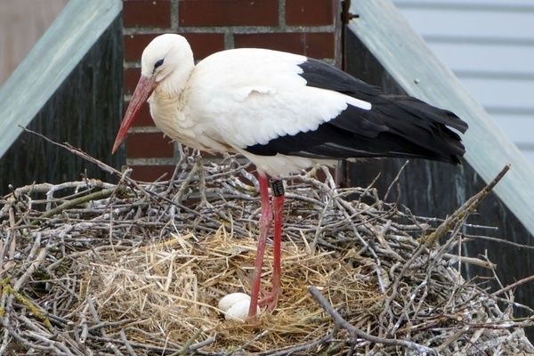 Ein Storch stehend im Storchennest