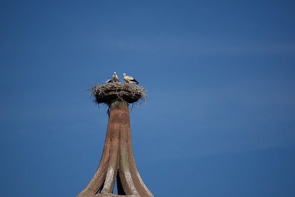 Symbolfoto: Störche in Denzlingen